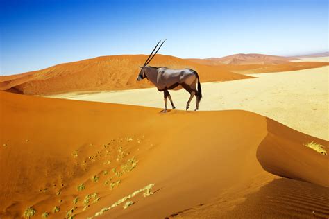 namibia beste reisezeit für safari